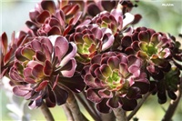 c3a008cd-IMG_7675 aeonium.jpg
